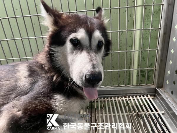 보호중 시베리안 허…